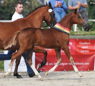 Aandacht ponyveulens voor het Nationaal Veulenkampioenschap! Aandacht ponyveulens voor het Nationaal Veulenkampioenschap!