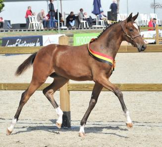 BWPers loodsen young riders naar de top!