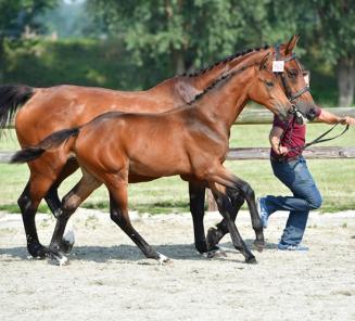 Winnaars van de wedstrijd vrijspringen BWP Tienen gekend!