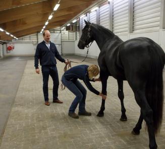 Veterinair onderzoek BWP Hengstenkeuring: afspraken te maken voor 16 oktober