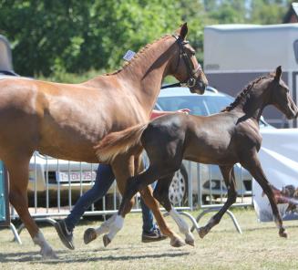 Bisquet Balou v/d Mispelaere , Pegase van t Ruytershof en For Ferrero leveren kampioenen op Fokkerijdag BWP Limburg. Bisquet Balou v/d Mispelaere , Pegase van t Ruytershof en For Ferrero leveren kampioenen op Fokkerijdag BWP Limburg.