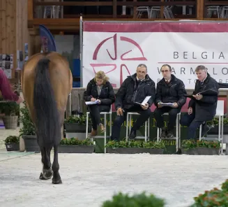 BWP Stallion Selection Show