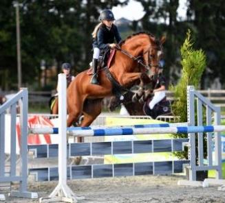 Inschrijvingen Prijskamp & Bestgaande Rijpony Oost- en West-Vlaanderen open Inschrijvingen Prijskamp & Bestgaande Rijpony Oost- en West-Vlaanderen open