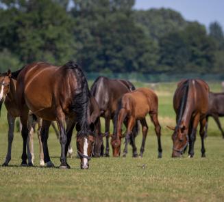 Ter attentie van eigenaars van BWP-paarden in Nederland