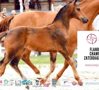 Zaterdag 19 juin 2021: Flanders Foal Championship -> LIVESTREAM op CLIPMYHORSE !!!!