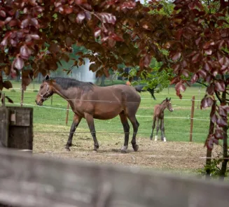 Send a picture of your foal for our Facebook page!