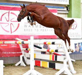 BWP komt met veiling voor jonge springpaarden: BWP Young Horses Auction