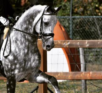 La Coupe de Belgique de dressage: les chevaux BWP brillent!