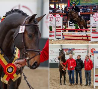 Pegase van t Ruytershof gagne le deuxième BWP Young Stallion Award!