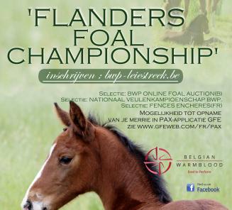Resultaat Flanders Foal Championschip 2019