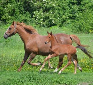 BWP evidences a spectacular growth  in the number of foals
