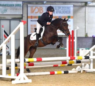 Inschrijvingen Bestgaande Rijpony Brabant en Wallonië van start Inschrijvingen Bestgaande Rijpony Brabant en Wallonië van start