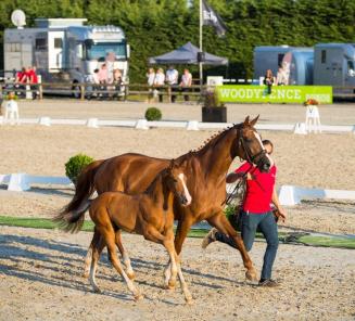 BWP Zuid-Oost-Vlaanderen: inschrijvingen Open Vlaams BWP-veulenkampioenschap en opgave selectie Belgian Foal Auction geopend! BWP Zuid-Oost-Vlaanderen: inschrijvingen Open Vlaams BWP-veulenkampioenschap en opgave selectie Belgian Foal Auction geopend!