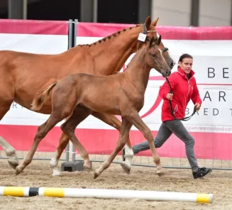 BWP Online Foal Auction: some testimonials