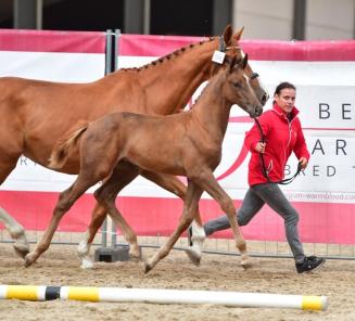 BWP Online Foal Auction: kopers van vorig jaar getuigen