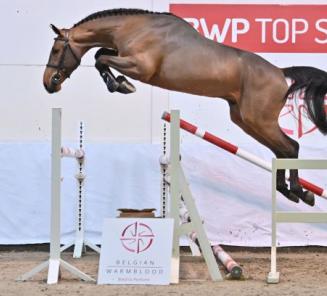 BWP Top Stallion Auction: a unique opportunity to invest in healthy, exclusive performance blood