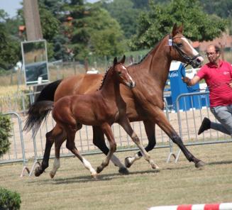 Welkom op de Belgian Foal Auction