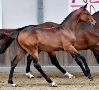 BWP Online Foal Auction: bidding has started