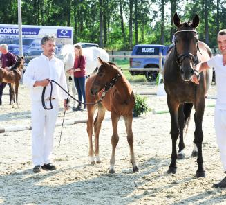Selectiemoment Belgian Foal Auction op 27 juni bij Stoeterij 't Kattenheye Laarne