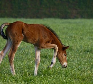 Ideas foal names 2020