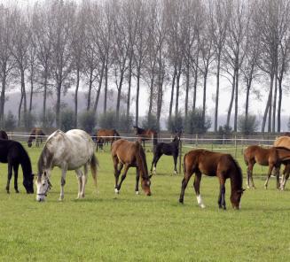 Le nombre de poulains BWP à la hausse au fil des années