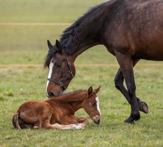 Info voor mensen met BWP-paarden in Nederland