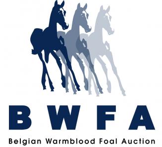 Belgian Warmblood Foal (BWFA) Auction, 5th August