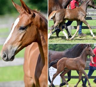 Nous sommes fiers de pouvoir vous présenter la collection du BWP Elite Foal Auction