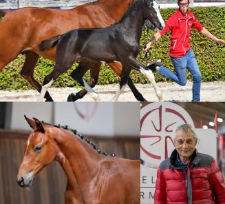 Boudewijn Schepers over de eerste BWP Elite Foal Auction op 5 juli