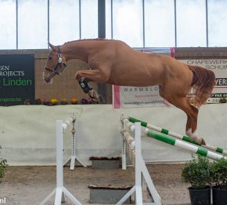 BWP Hoogstraten organiseert Showdag Jonge Belgische Springpaarden BWP Hoogstraten organiseert Showdag Jonge Belgische Springpaarden