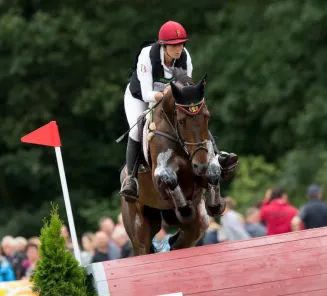 Auction stallions: related to Fletcha van t Verahof, Funky Music and the BWP lines 10 and 83