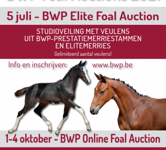 BWP organiseert 2 veulenveilingen dit jaar! BWP organiseert 2 veulenveilingen dit jaar!