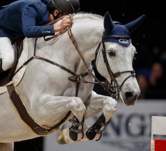 Le bronze dans le Grand prix pour Gin Chin van het Lindenhof Le bronze dans le Grand prix pour Gin Chin van het Lindenhof