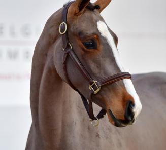 BWP Young Horses Auction: les dernières heures