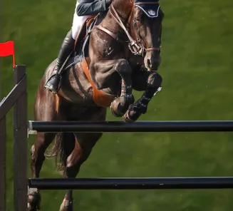 Next series of auction stallions ; twice Iron Man vd Padenborre as the sire, twice Darco as the dams sire
