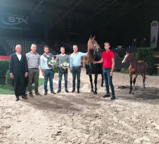 Tiamo vh Scheefkasteel veilingtopper op Belgian Foal Auction Tiamo vh Scheefkasteel veilingtopper op Belgian Foal Auction