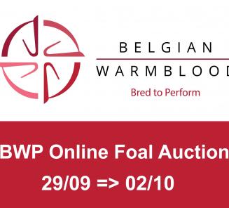 Belgian Warmblood-BWP presents first Online Foal Auction