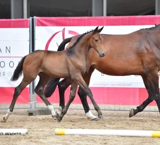 BWP Online Foal Auction : a unique chance to buy a foal from the best studbook in the world!