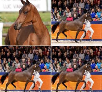 Quiz-Me-Quick vd Kempenhoeve, BWP-kampioenveulen 2016, goedgekeurde hengst en verkocht aan Sosath Quiz-Me-Quick vd Kempenhoeve, BWP-kampioenveulen 2016, goedgekeurde hengst en verkocht aan Sosath