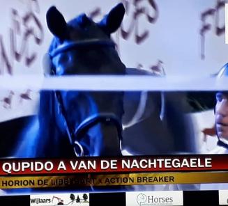 BWPer Qupido A van de Nachtegaele veilingtopper Fences BWPer Qupido A van de Nachtegaele veilingtopper Fences