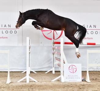 A closer look at the collection: an analysis of the young promising BWP showjumpers for sale at the BWP Young Horses Auction