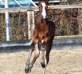First BWP Online Foal Auction will be held with an excellent group of 52 foals