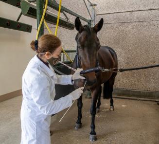 Paardensector organiseert webinar Rhinopneumonie