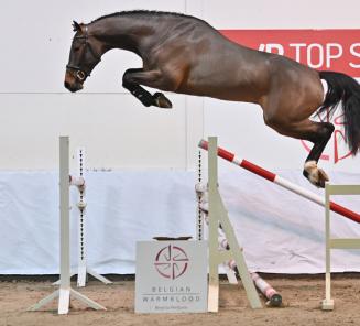 Le BWP Top Stallion Auction vous présente: les étalons de la vente aux enchères