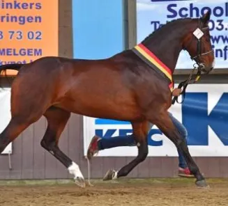 BWP presents : the champions of the Breeding Day