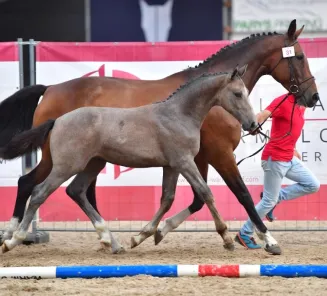 BWP Online Foal Auction: bidding has started