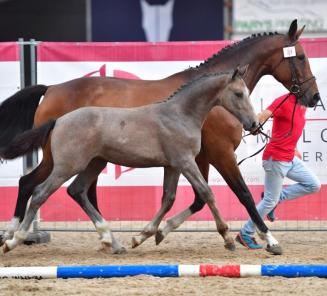 BWP Online Foal Auction: bidding has started BWP Online Foal Auction: bidding has started