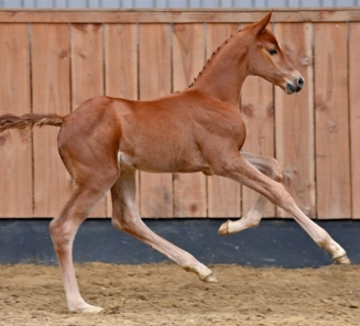 BWP-veulen Valeur de Regor met 100.000 euro veilingtopper Horsedeals.Auction