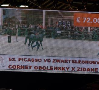 Picasso vd Zwartbleshoeve topper of the BWP Top Stallion Auction