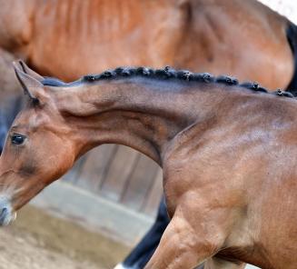 Uitkijken naar de BWP Online Foal Auction! Uitkijken naar de BWP Online Foal Auction!